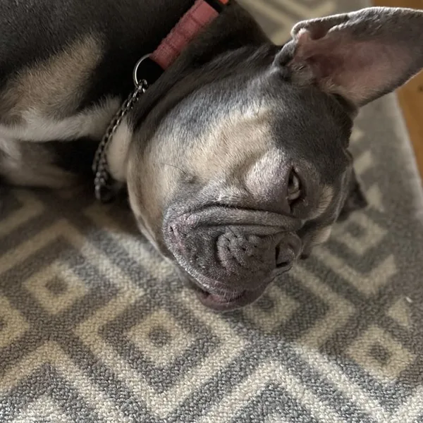 Delenn, a French bulldog