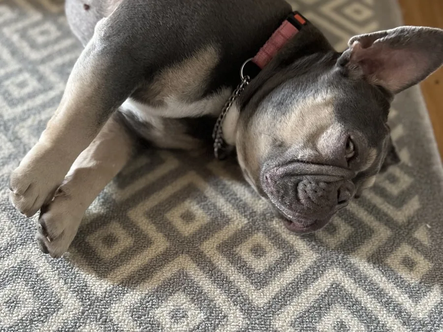 Delenn, a lilac and tan French bulldog, stretched out on a rug