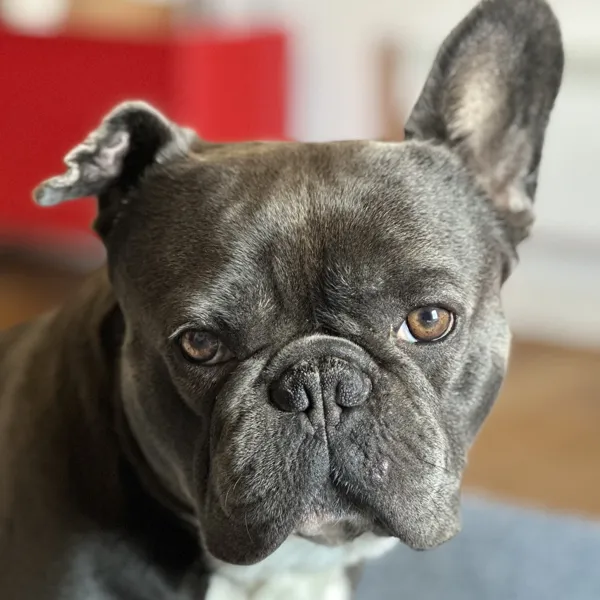Dembe, a French bulldog