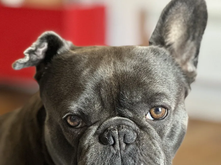 Dembe, a grey French bulldog, looking at the camera